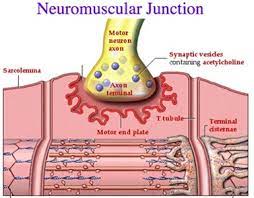 Attachment neuromusculaar junction.jpeg